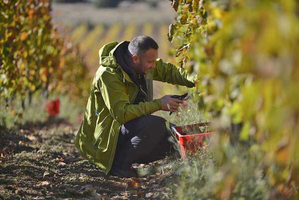 работа на винограднике.jpg