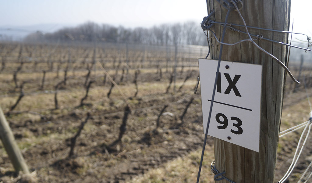 Винодельня Собер Баш: расположение, виноградники, терруар Винодельня «Собер Баш» Краснодарского края: расположение, виноградники, терруар