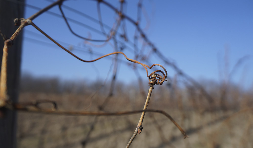 Виноградники Смоленская Виноградники Смоленская